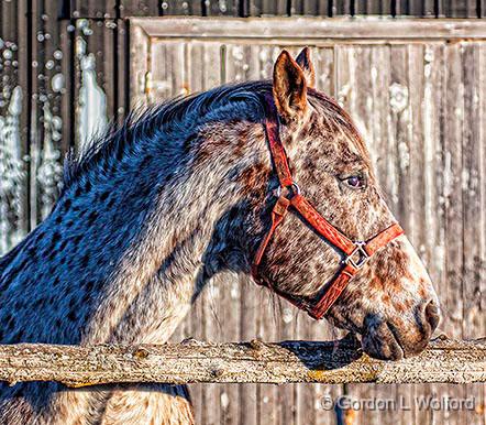 Dappled Horse Profile_26532.jpg - Photographed near Jasper, Ontario, Canada.